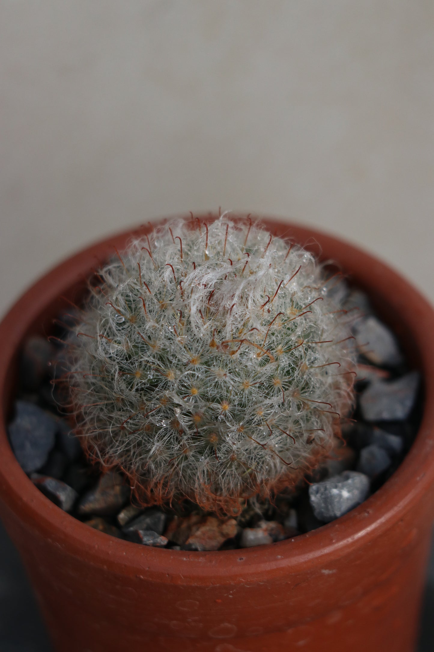 Oldman cactus