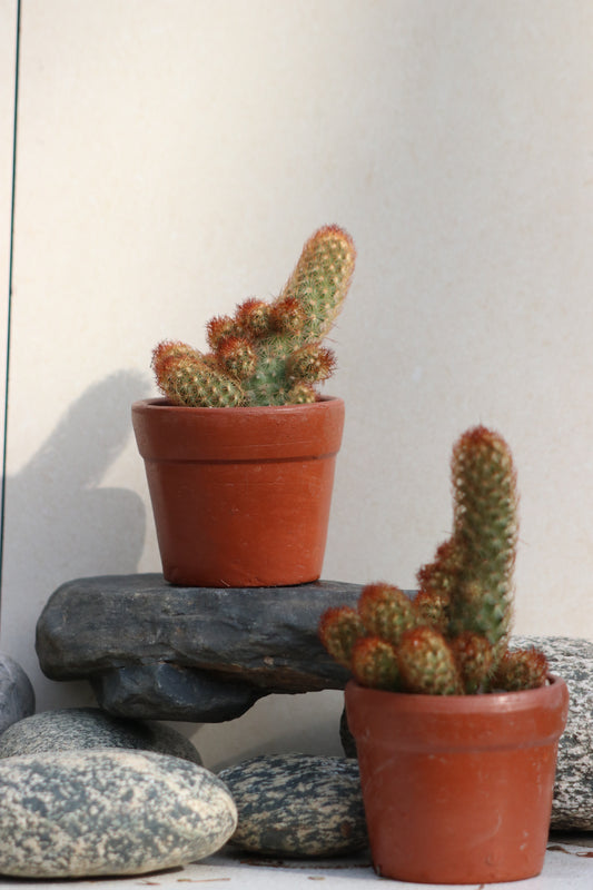 Copper King cactus