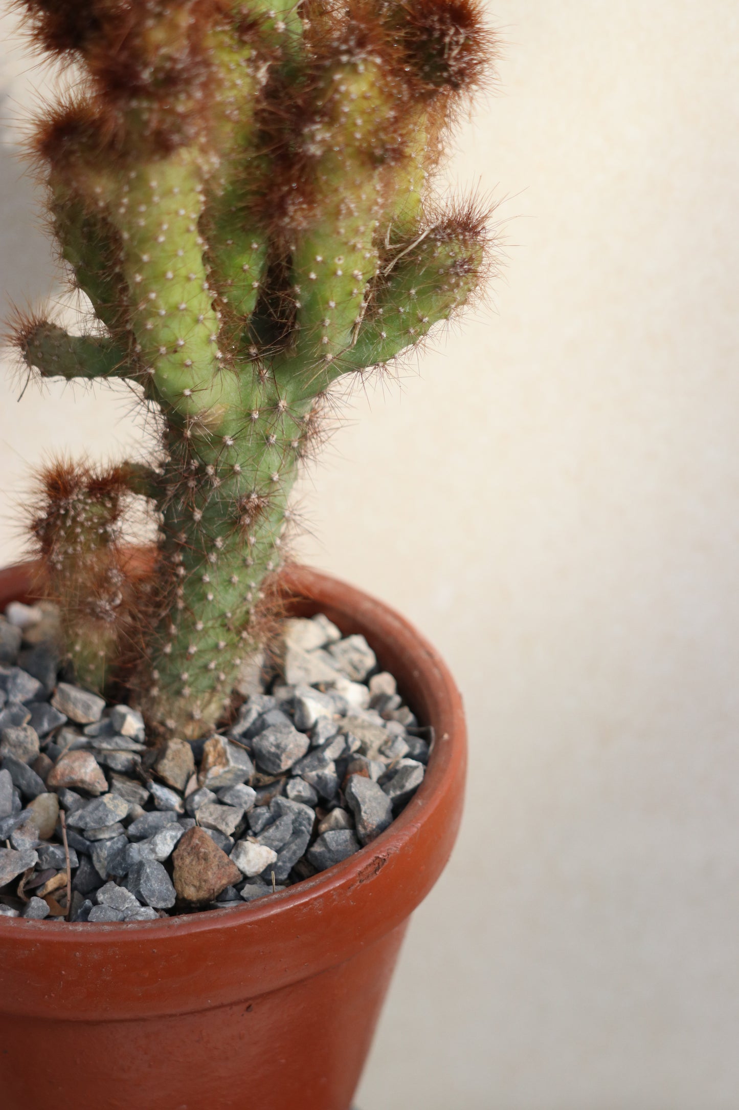 Monstrous peruvian apple cactus