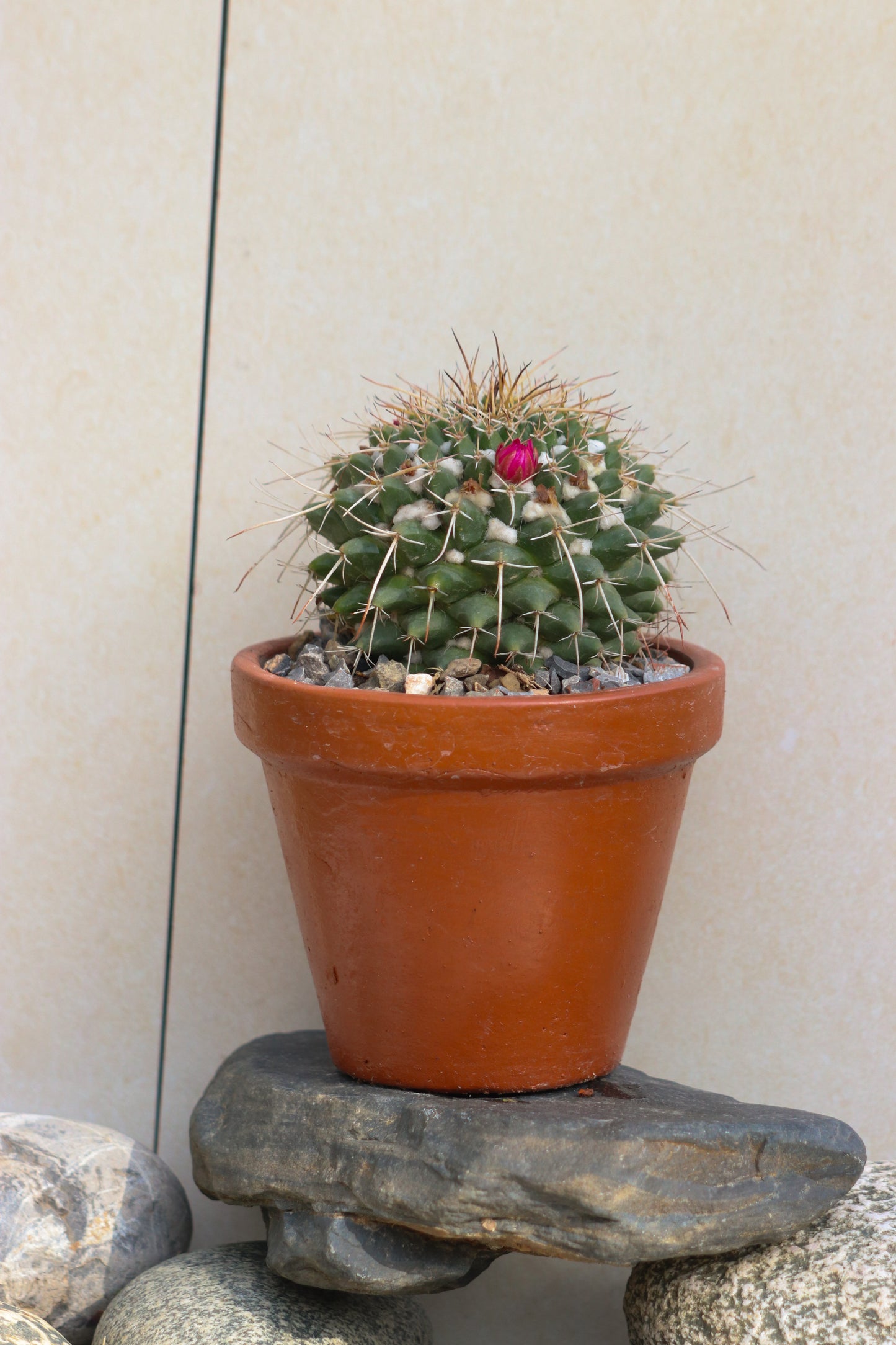 Pin cushion cactus (large pot)