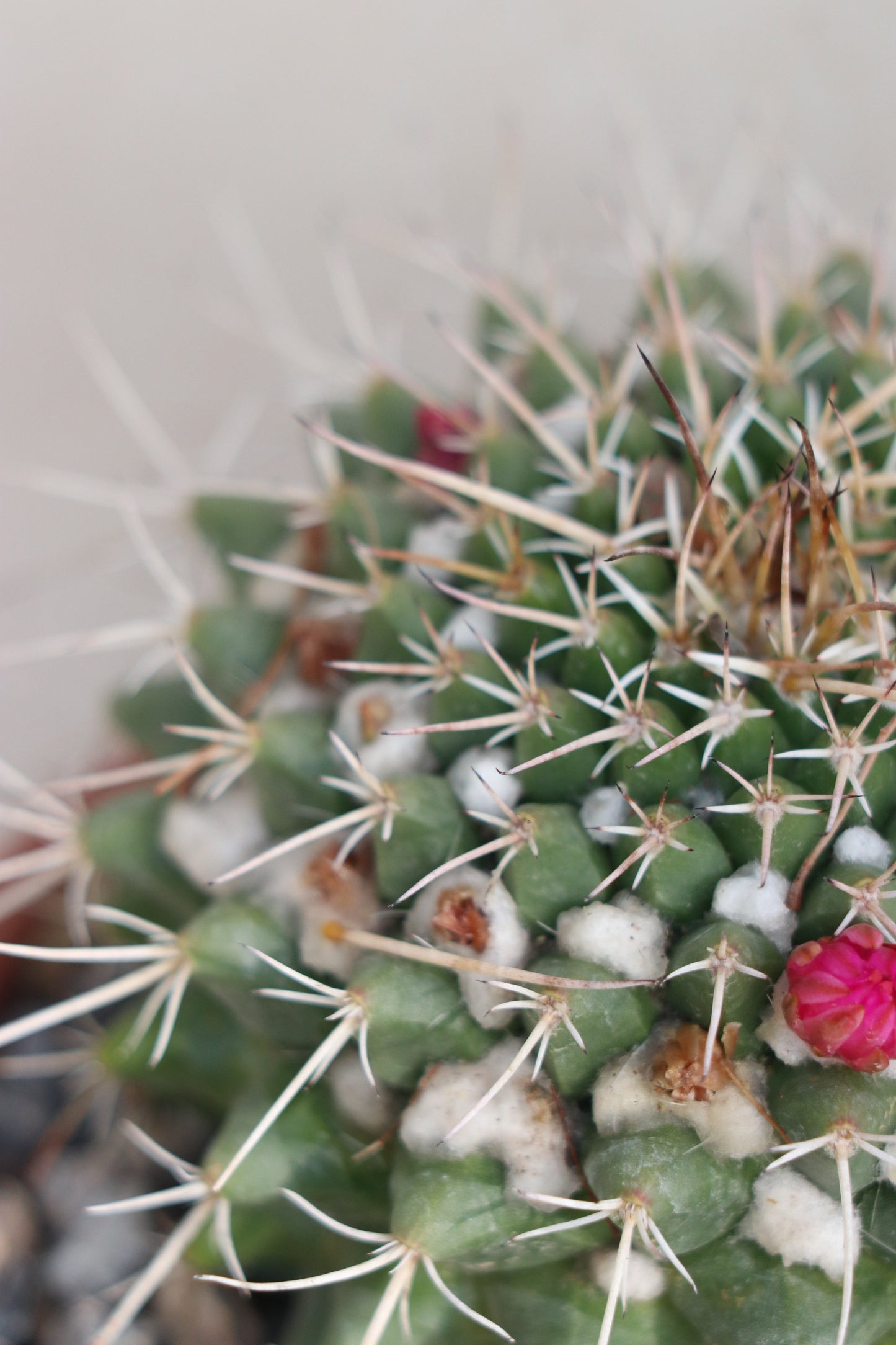 Pin cushion cactus (large pot)