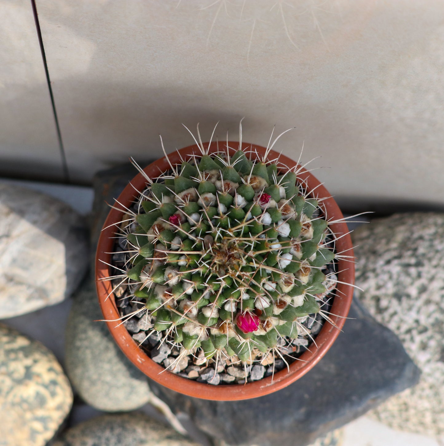 Pin cushion cactus (large pot)