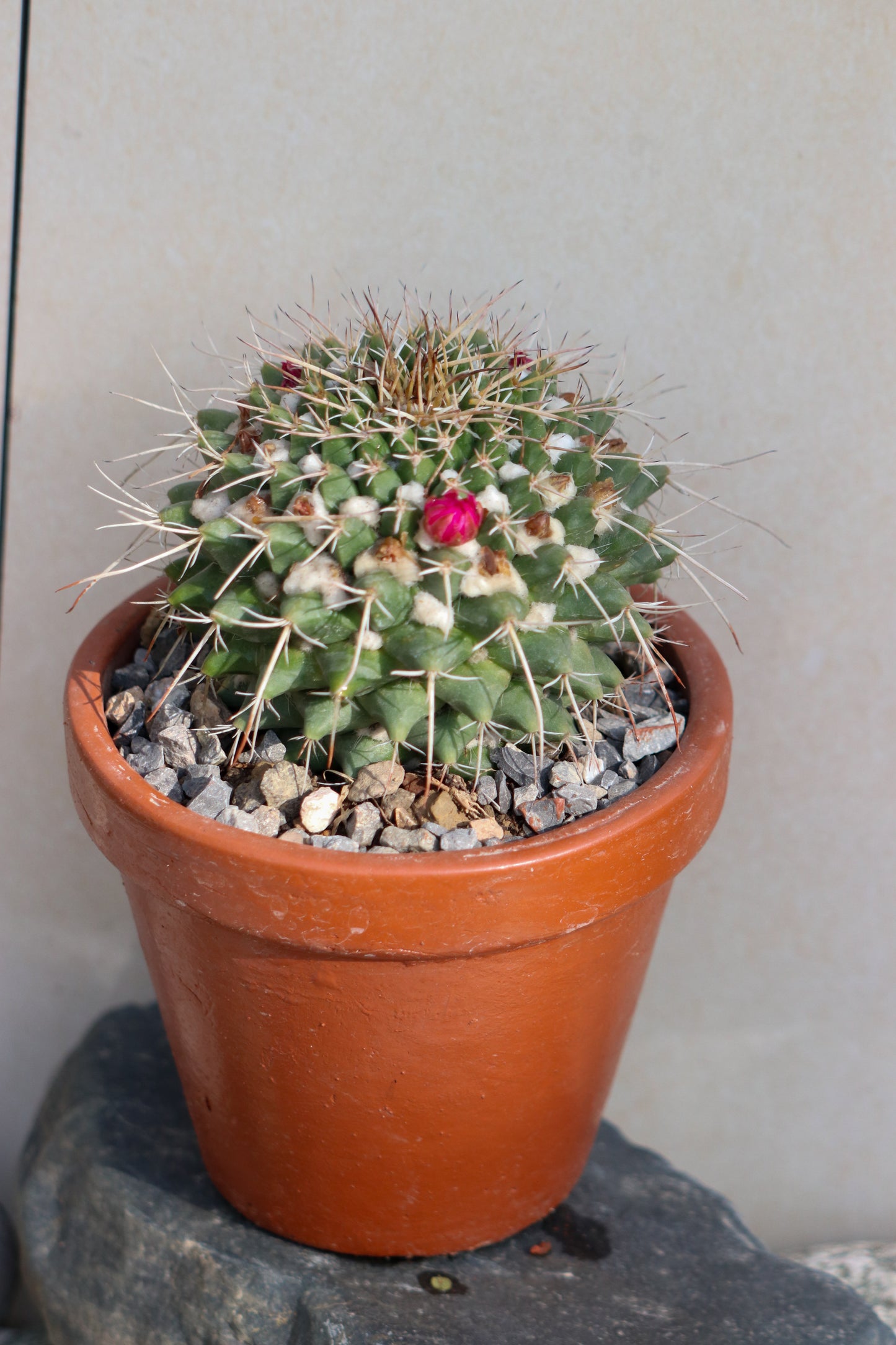 Pin cushion cactus (large pot)