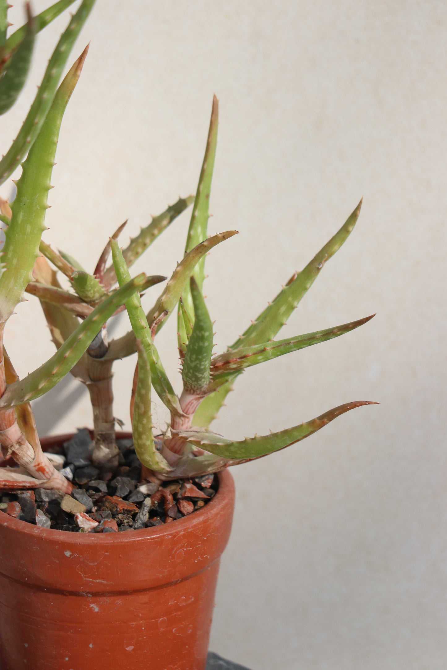 Stick aloe