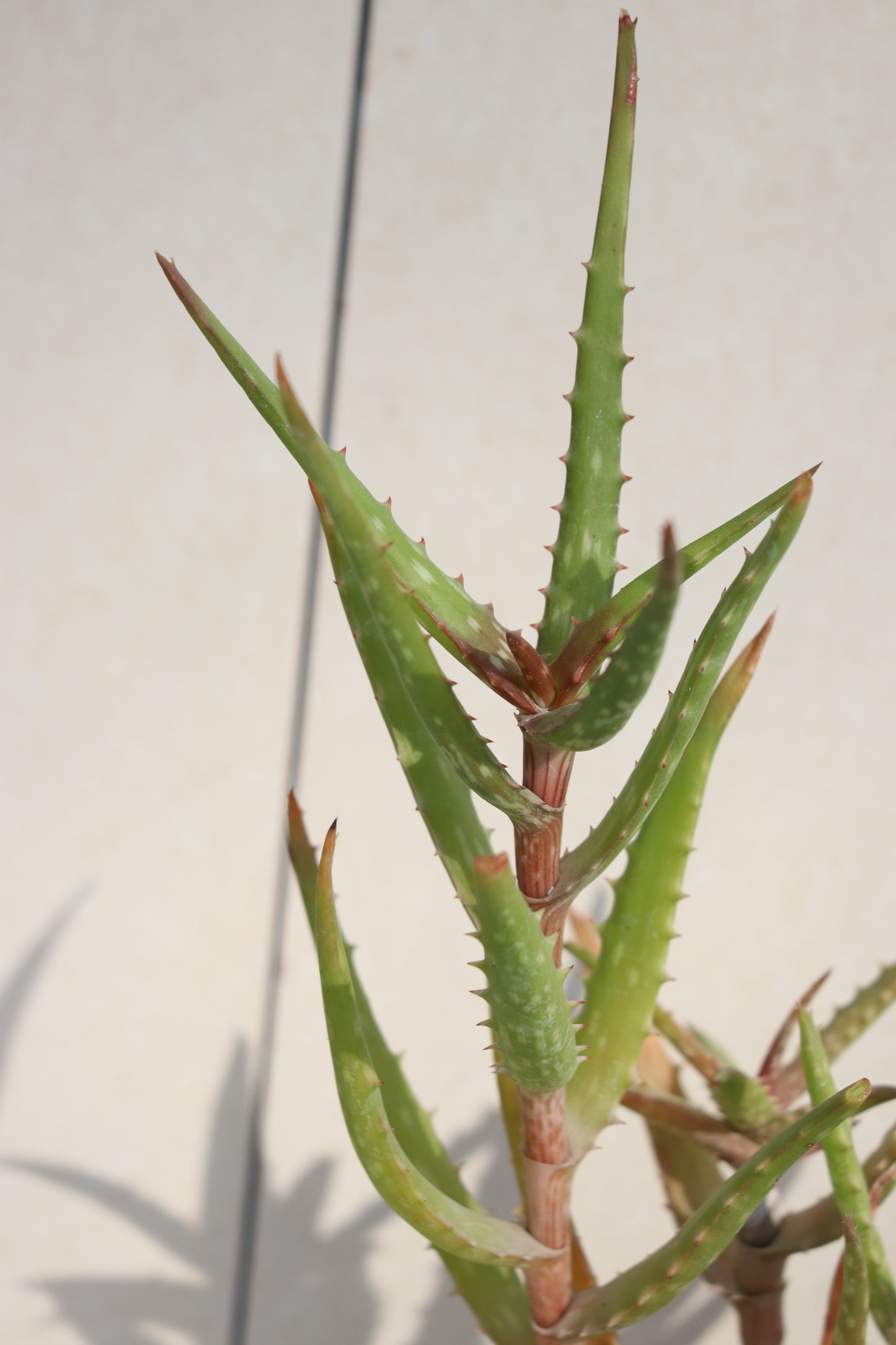 Stick aloe