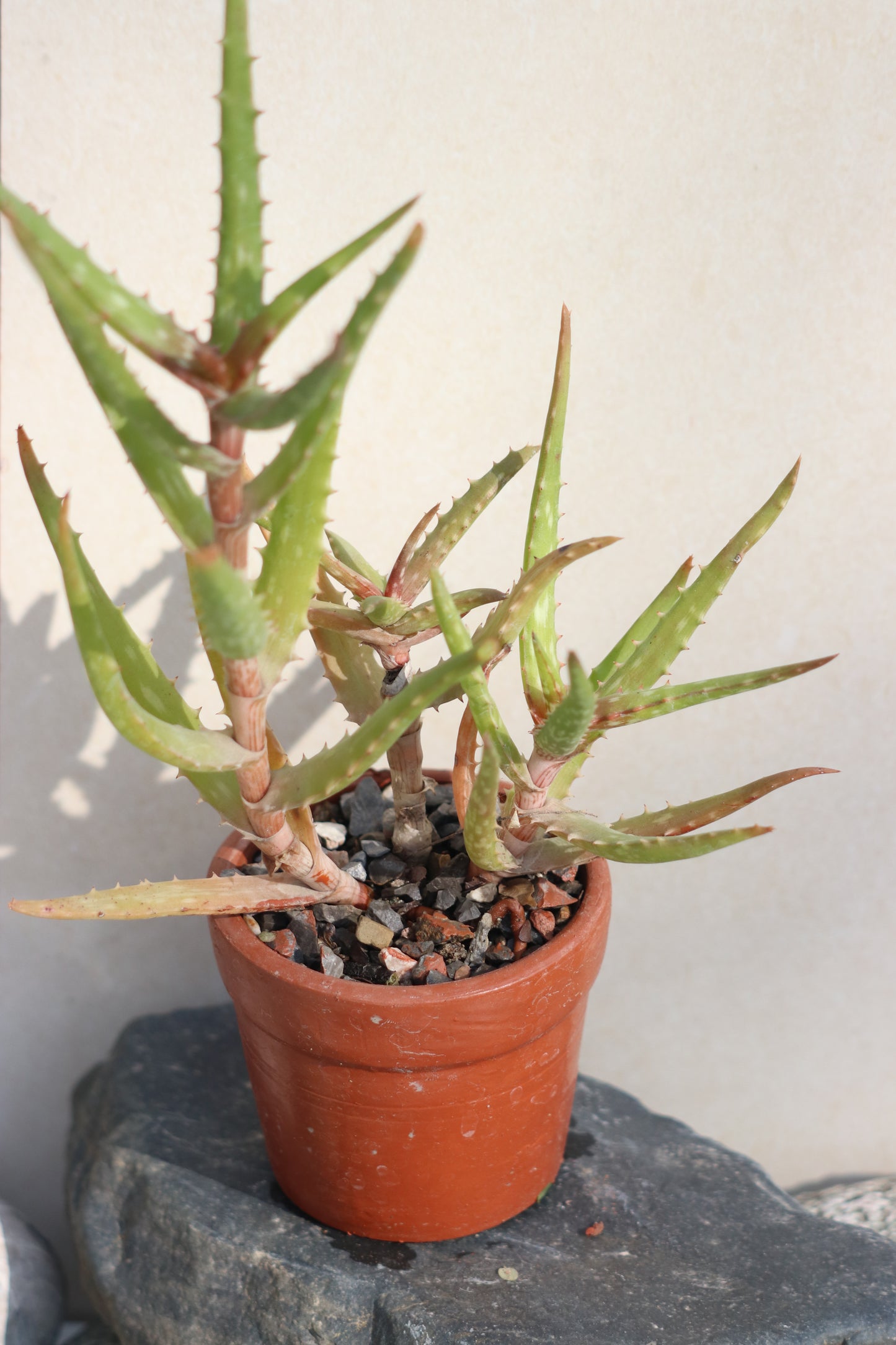 Stick aloe