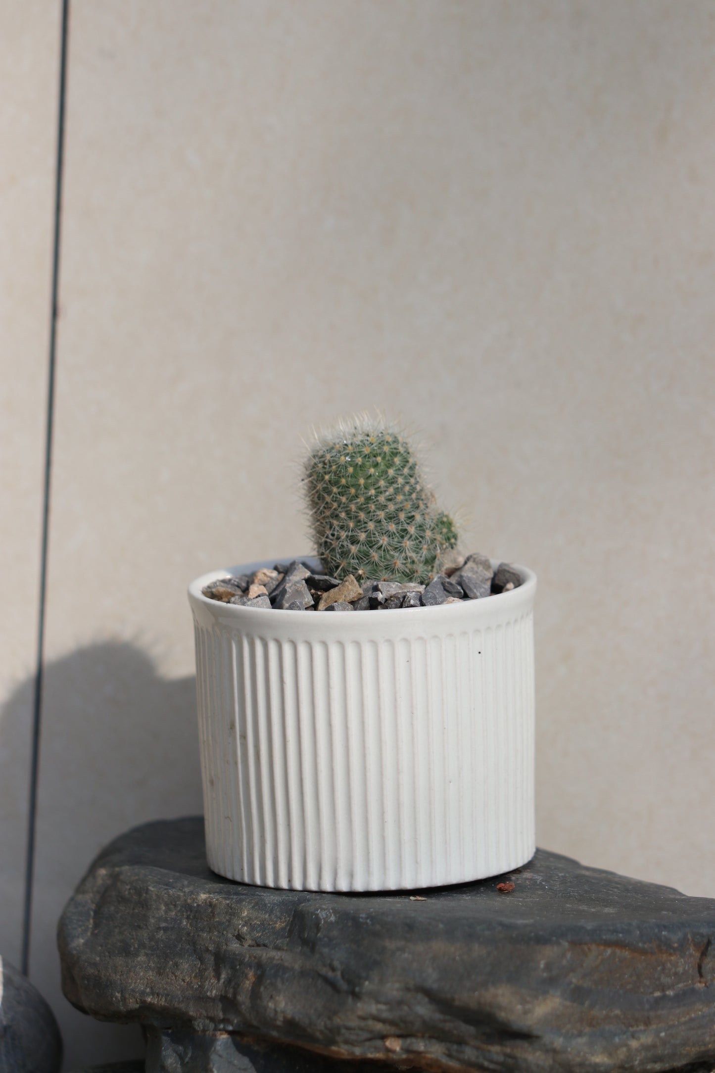 Mammillaria Albilanata in ceramic pot