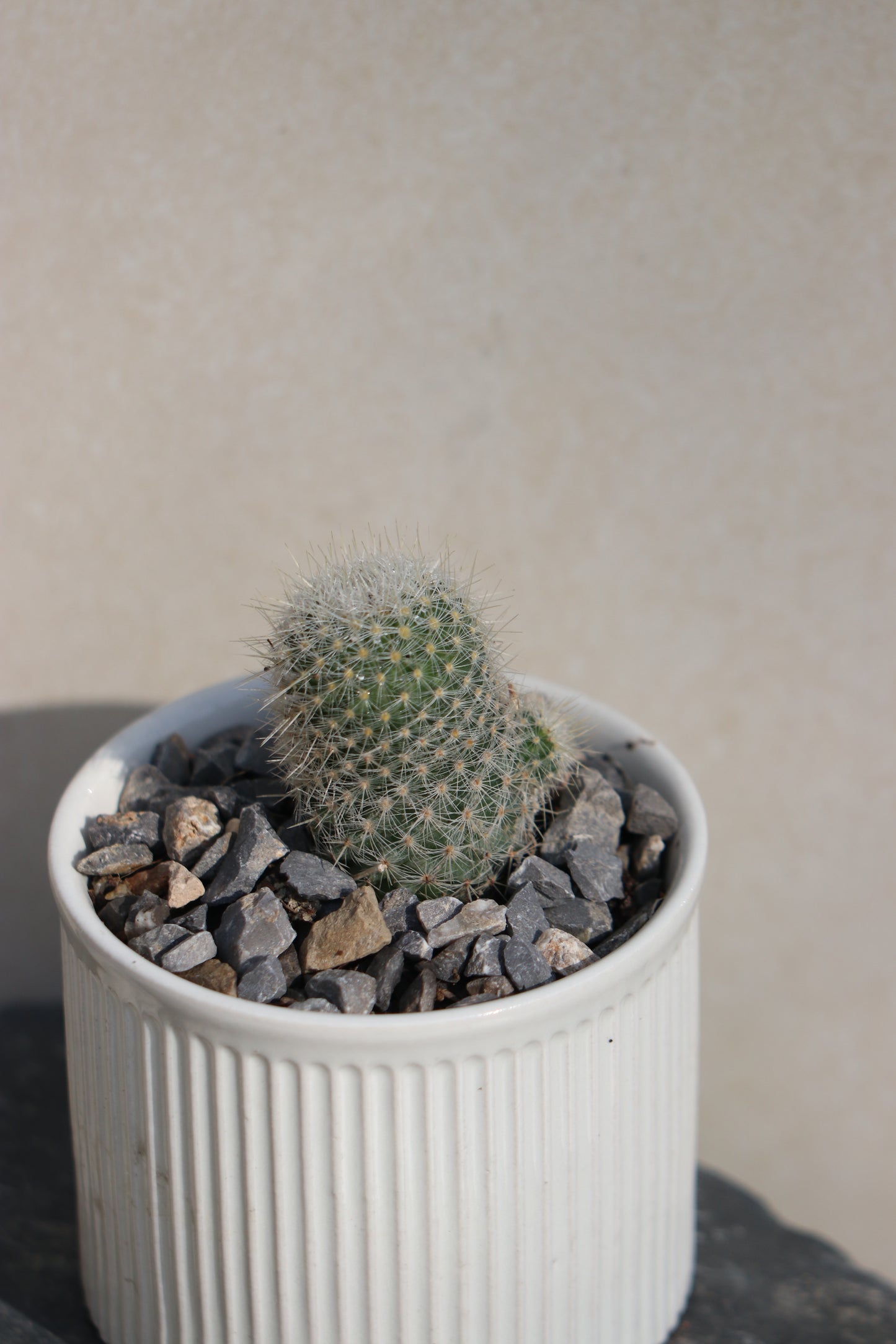 Mammillaria Albilanata in ceramic pot