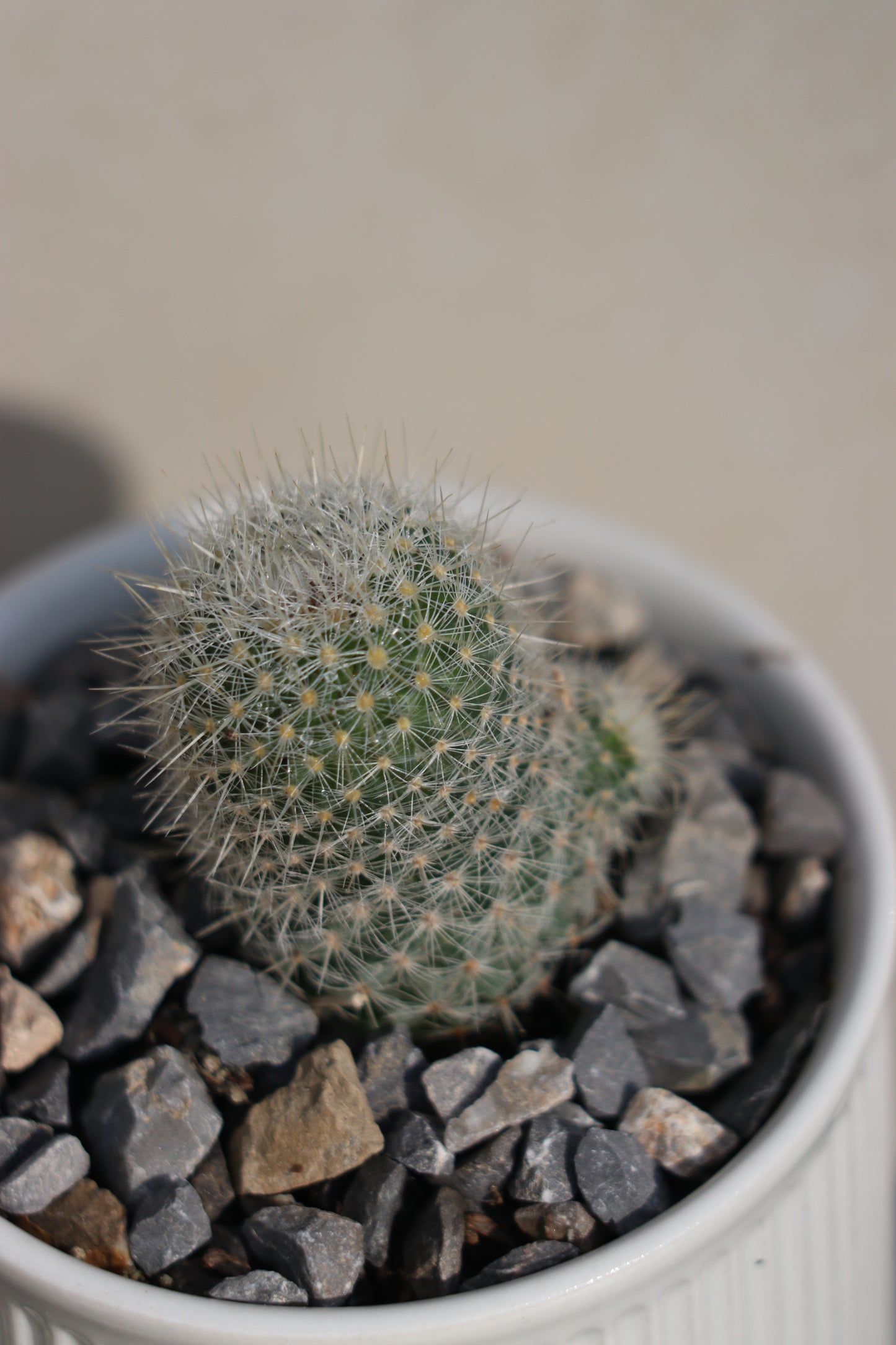 Mammillaria Albilanata in ceramic pot