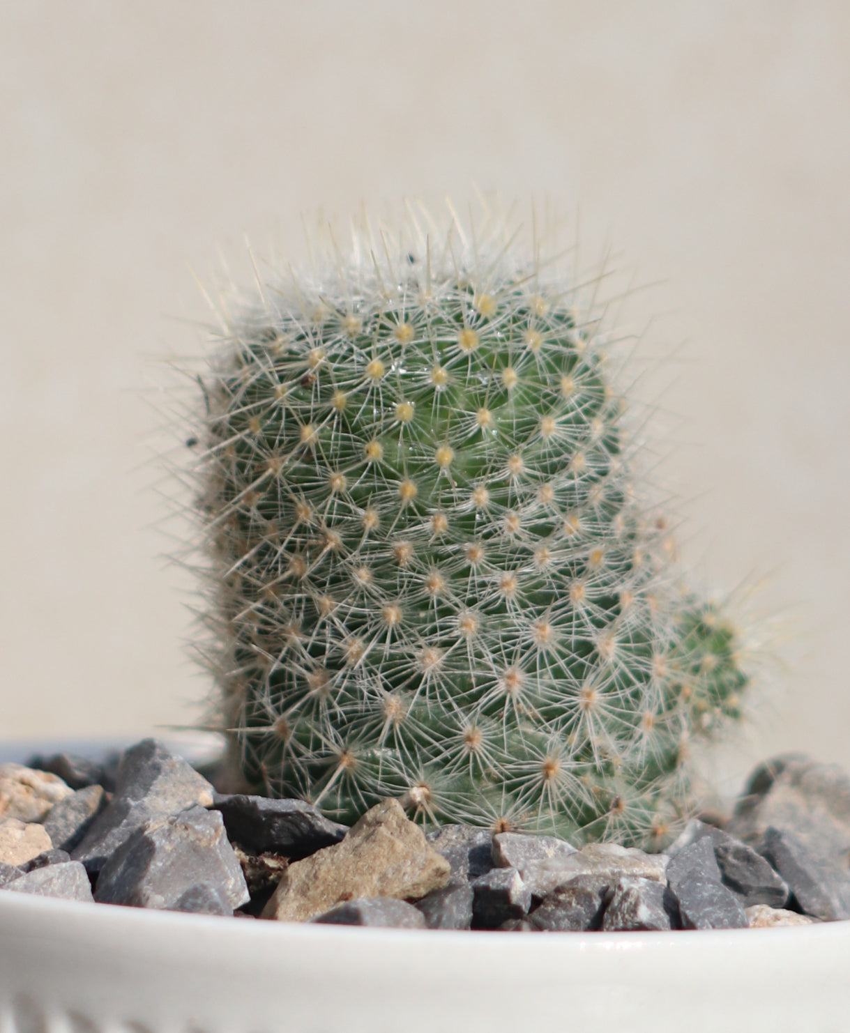 Mammillaria Albilanata in ceramic pot