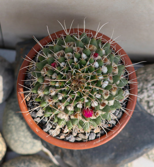 Pin cushion cactus (large pot)