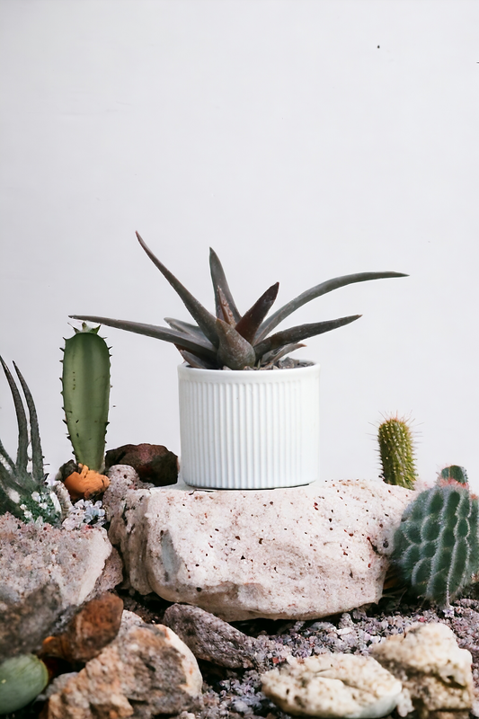 Black Aloe gem in ceramic pot