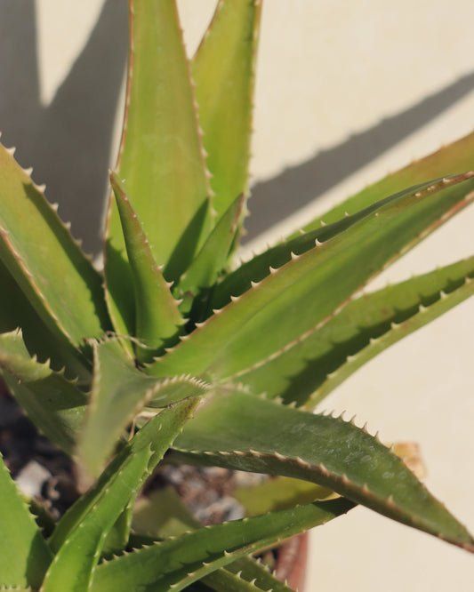 Tiger-tooth aloe