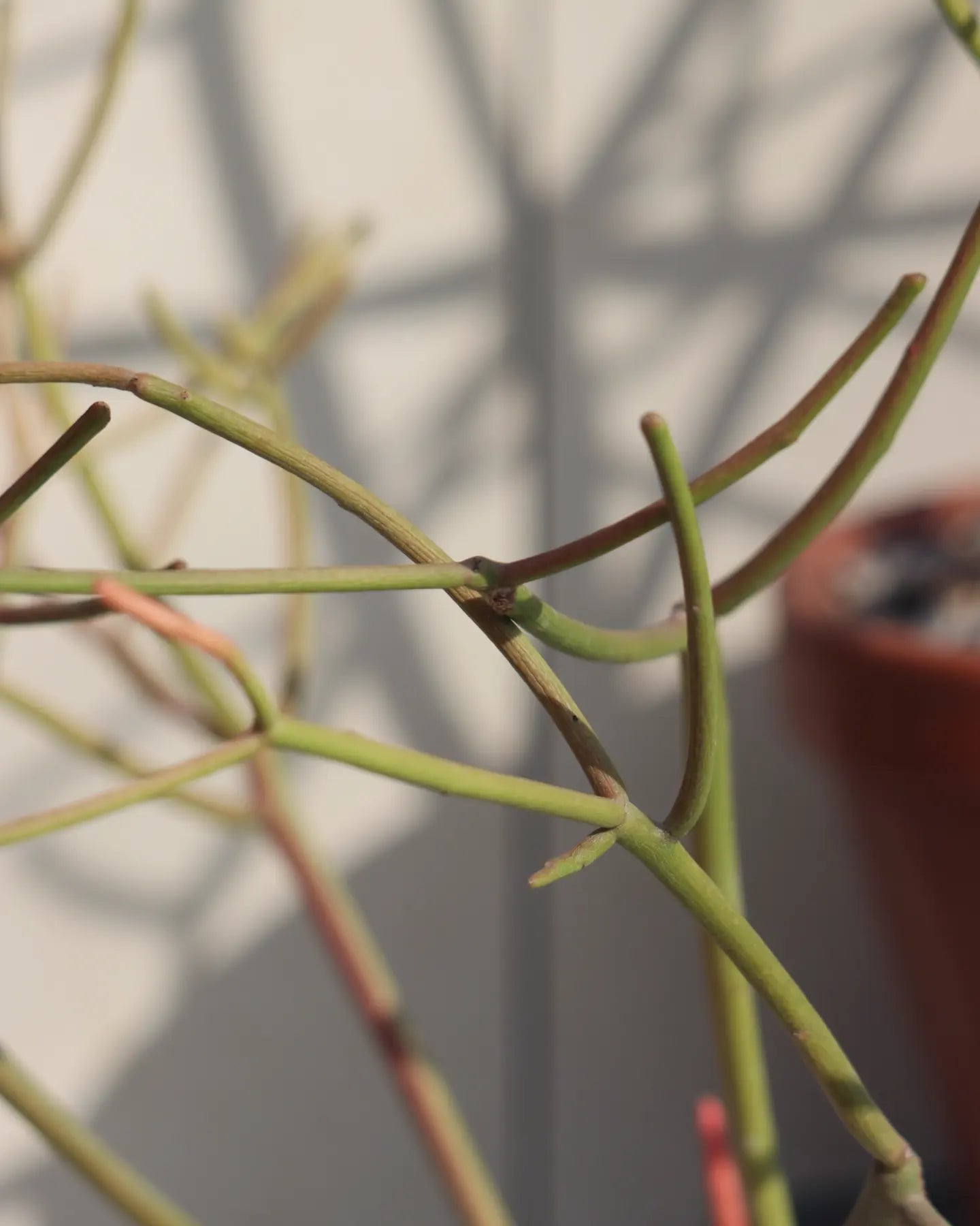 Pencil cactus